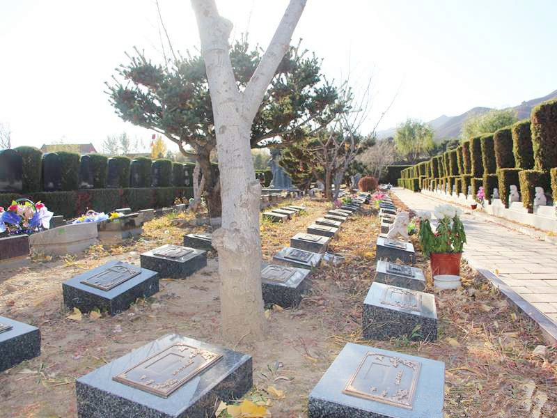 天寿陵园树葬墓区