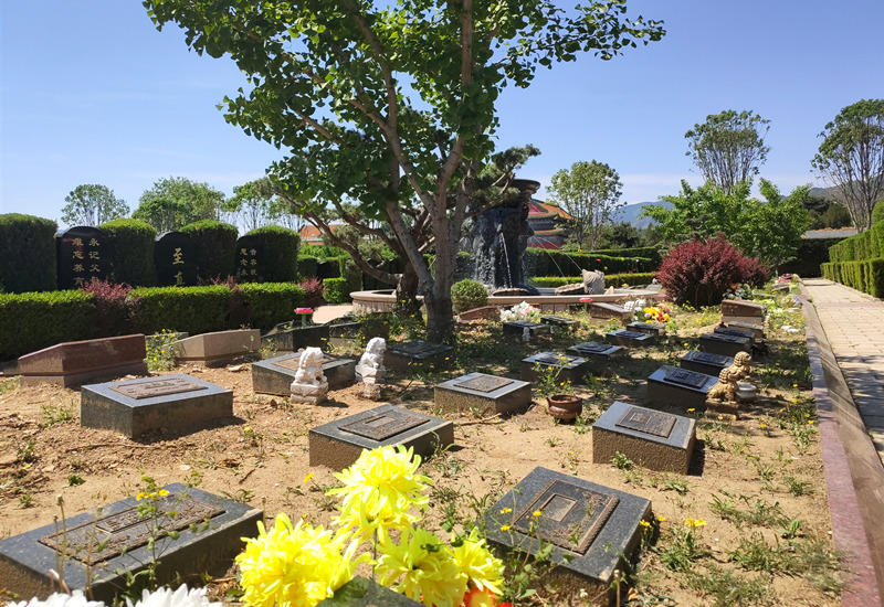 天寿陵园树葬区