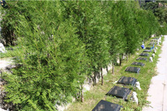 北京树葬价格大概是多少钱哪个陵园有树葬