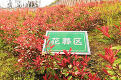 北京生态葬占比超四成：树葬花坛葬自然葬,绿树花间思故人