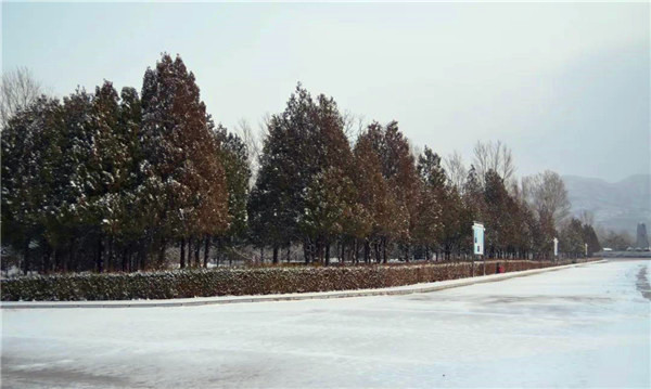 陵园道路雪景