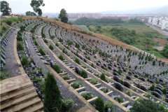 仙女山公墓草坪葬的墓地价格是6800元起步吗？