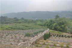 重庆江津墓地,福山陵园和大宝山公墓价格哪个便宜？