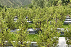 景仰园陵园成型墓地价格及地址来说下,树葬公墓价格多少钱
