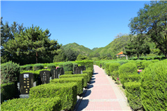 天寿陵园道路绿化景观