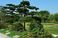 河南福寿园陵园生态葬墓地的价格是多少钱一个？