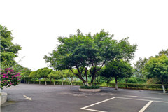 重庆巴南区面长江公墓怎么样？