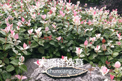 西郊福寿园花坛葬的墓地价格是10800元起步吗？
