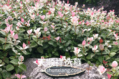 重庆周边墓地哪个性价比高？西郊福寿园和七宝山公墓价格对比？