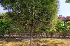 重庆树葬陵园有哪些？墓地价格是多少钱？