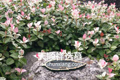 重庆那些公墓有花坛葬？墓地价格多少钱一个？