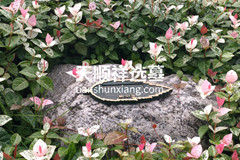 重庆西郊福寿园生态葬和立碑墓地墓型价格都是多少钱？