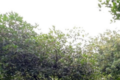 重庆公墓价格现在大概多少钱呢？什么地方公墓便宜性价比高？