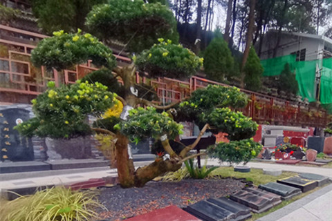 重庆龙居山陵园生态树葬墓型还有吗多少钱？有班车吗可以去现场看吗