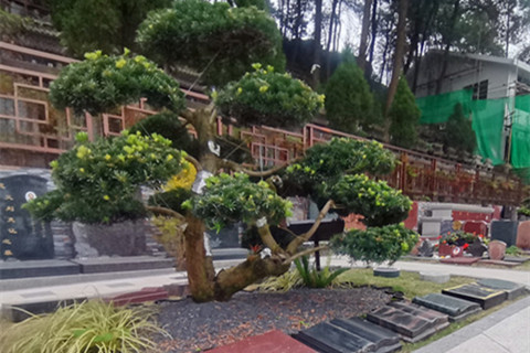 重庆龙居山陵园生态葬怎么样？草坪葬、树葬、花坛葬价格一览