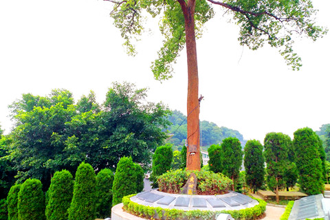 小王在重庆仙居山陵园买树葬墓地价格小2万元