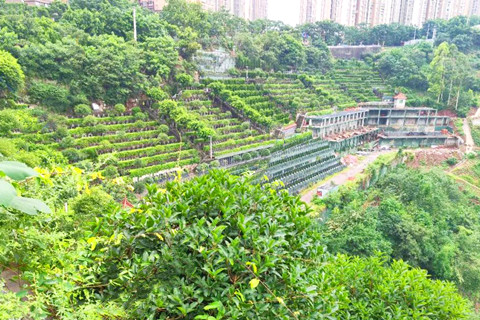 2026年重庆江北区寺坪陵园收费标准