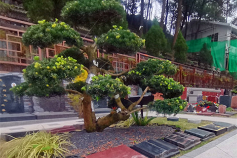 重庆龙居山陵园生态树葬,归于树下,清风为邻
