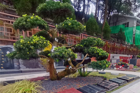龙居山陵园：一处安放思念的山水家园