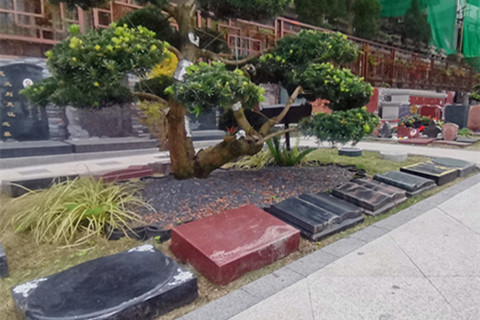 重庆九龙坡区树葬指南：龙台山与龙居山陵园信息参考