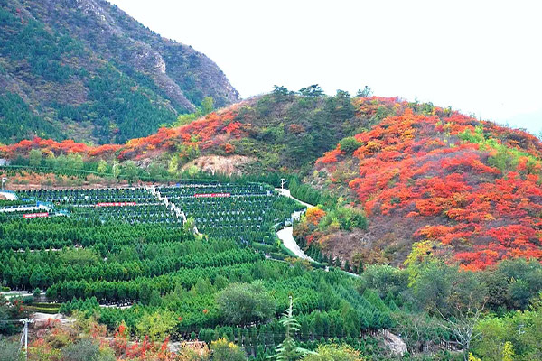 景仰园骨灰林景观图