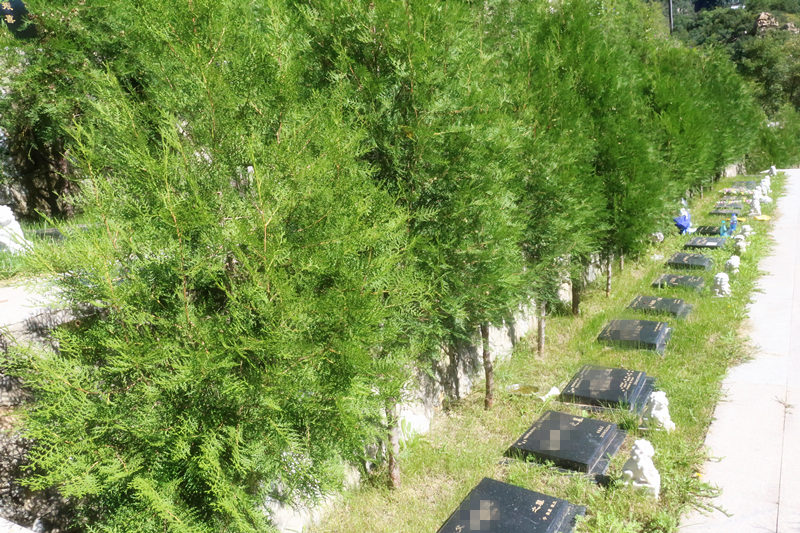 九公山树葬