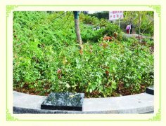 九公山长城纪念林有态葬吗，生态葬都有哪些？
