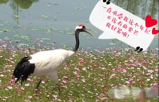 仙鹤图片