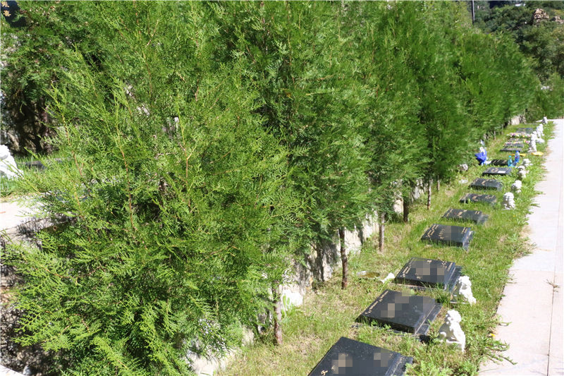 九公山长城纪念林树葬