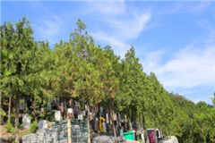 九里山墓区介绍