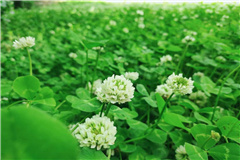 九公山园区墓型展示