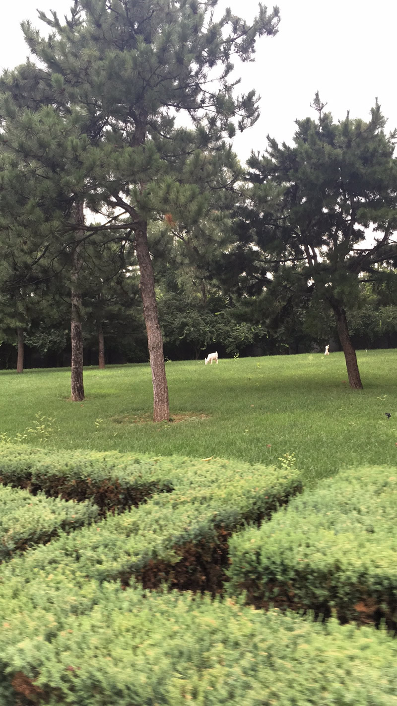 天寿陵园雨天园区景观实拍