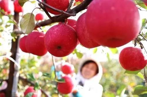 采摘苹果