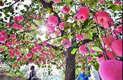 采摘苹果