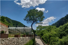 和家人为病重的老人在九公山长城纪念林选墓地