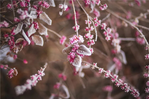 花景观