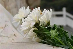 门头沟万佛陵园开通了网上祭扫服务
