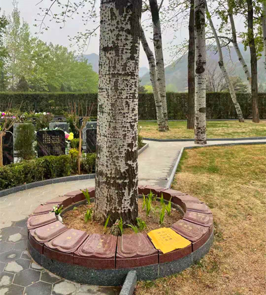 北京生态葬天寿树葬16800起步