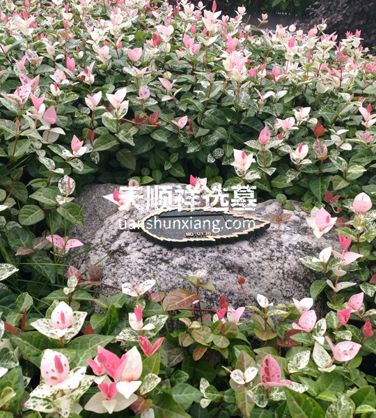 西郊福寿园花坛葬