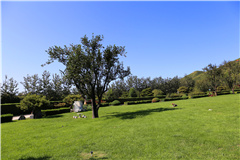 天寿陵园绿化环境景观