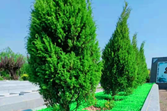 北京生态葬草坪葬的地方及树葬地方有哪些？地址在哪里