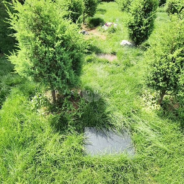 灵山宝塔陵园树葬
