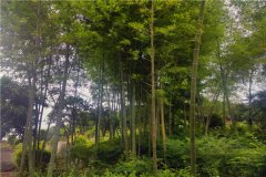 巴南宝山公墓怎么样？墓地价格多少钱？