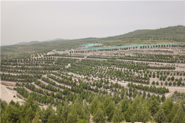 龙泉公墓墓区