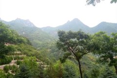 北京树葬手续办理流程？如何收费？