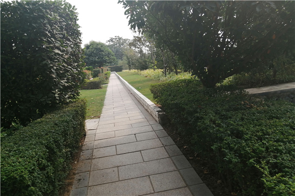 道路绿化