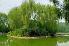 新乡延津通太陵园立碑价格多少钱