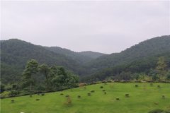 重庆明月陵园生态树葬、花坛葬、草坪葬价格都是多少钱？合法吗