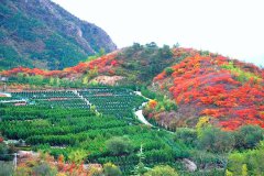 悠然自得,家人心安—景仰园陵园树葬购墓日记