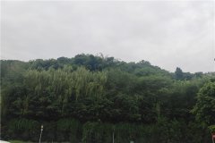 重庆市巴南区仙居山陵园花葬园区墓型价格多少钱